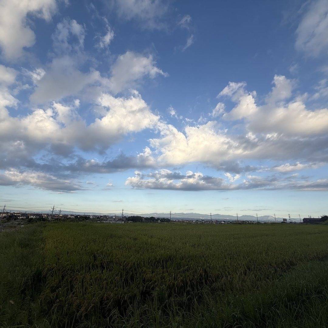 朝のウォーキングで見た田んぼと秋の空