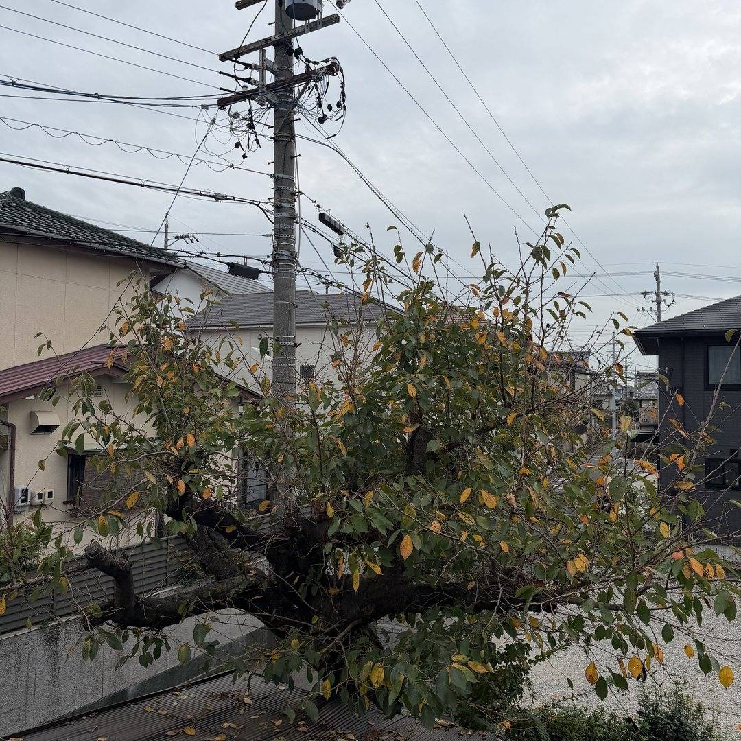 事務所の庭の桜の木