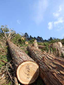 地震・シロアリに強い家に使うと良い材木について